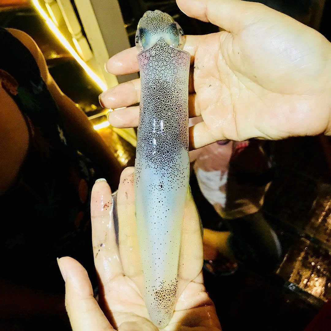 Squid